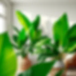 Stunning arrangement of artificial banana leaves in a minimalist interior