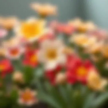 Tips for Maintaining Vinyl Flower Decals Close-up of maintaining vinyl flower decals