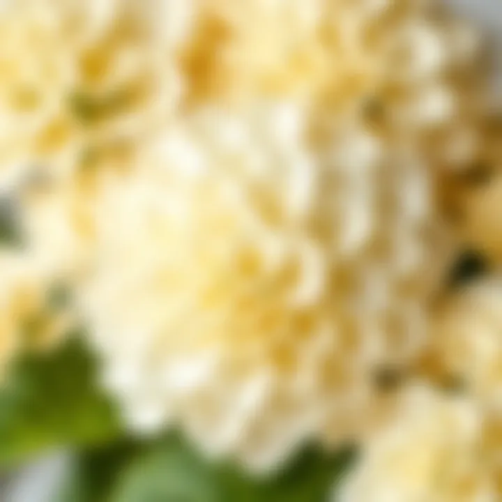 Intricate Details of White Faux Hydrangea Close-up of white faux hydrangea showcasing its detailed texture