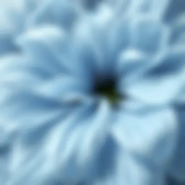 Intricate Textures of Light Blue Petals A close-up of light blue flower petals showcasing intricate textures