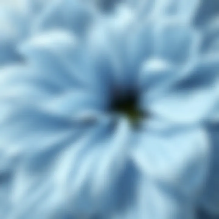Intricate Textures of Light Blue Petals A close-up of light blue flower petals showcasing intricate textures